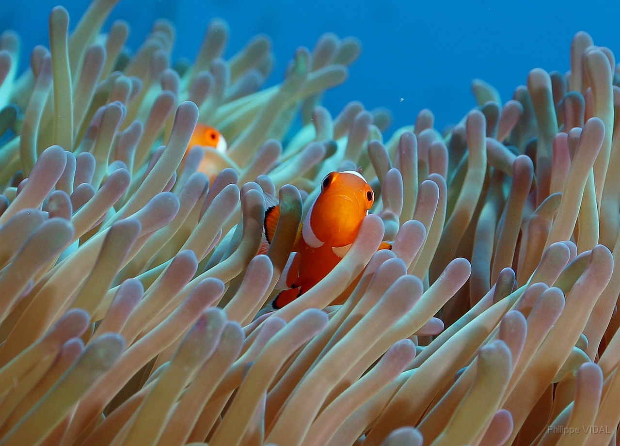 Raja Ampat 2016 - Amphiprion ocellaris - False clown anemonefish - Poisson Clown a trois bandes- IMG_4371_rc.jpg